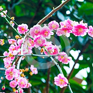 Vibrant bright pink spring blossoms in Japan.