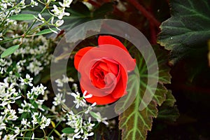 Vibrant and bright red Grapeleaf Begonia