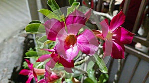 Vibrant, brightly colored Japanese Cambodian plant (Adenium Obesum) photo