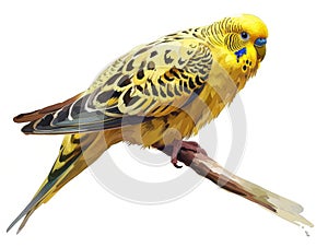 Vibrant budgerigar perched on a branch with intricate feather patterns and striking blue facial markings.