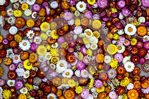 Vibrant bunch of colorful dried flower head set out to dry in the Sun Xerochrysum Helichrysum bracteatum