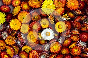 Vibrant bunch of colorful dried flower head set out to dry in the Sun Xerochrysum Helichrysum bracteatum