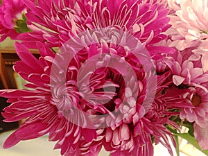 Vibrant Bundle of Pink Flowers
