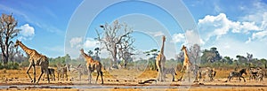 Vibrant busy waterhole with Giraffes, zebras and Sable Antelopes against a natural bush background and blue cloudy sky, Hwange