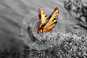 Vibrant butterfly on black and white