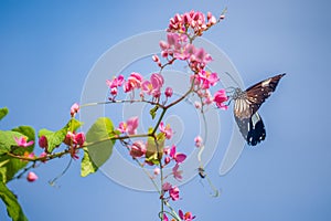 Vibrant Butterfly and Flowers