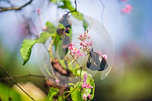 Vibrant Butterfly and Flowers