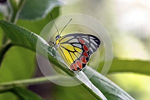 Vibrant Butterfly Perched on Green Leaf With Yellow, Black, and Red Wing Patterns