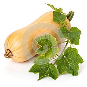 Butternut Squash with Leaves Isolated on White Background photo