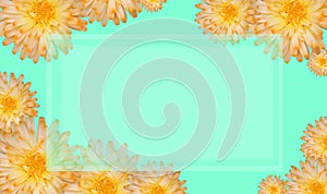 Vibrant Calendula flowers frame, with aqua menthe background