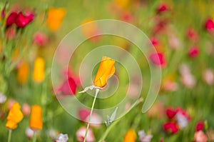 Vibrant Californian Poppies in the Sunshine, with a Shallow Depth of Field