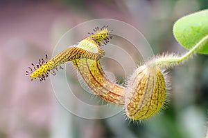 Vibrant carnivorous plant