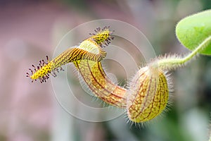 Vibrant carnivorous plant photo