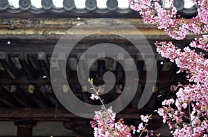 Vibrant cherry blossoms of a Sakura tree blooming by a traditional Japanese architecture with wooden eaves & the petals petals photo