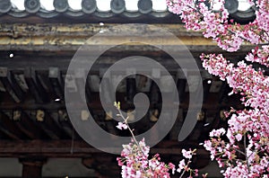 Vibrant cherry blossoms of a Sakura tree blooming by a traditional Japanese architecture with wooden eaves & the petals petals