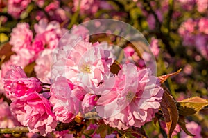 Vibrant cherry-Sakura flower macro with water drops