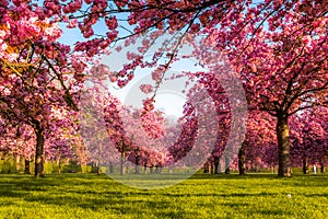 Vibrant cherry tree field in spring sunrise