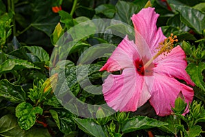 Vibrant chinese hibiscus flower with natural background
