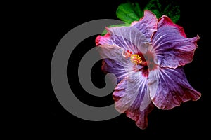 Vibrant chinese hybrid hibiscus flower