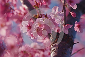 Sakura Blossoms in Full Bloom photo