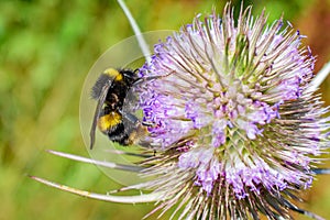 A vibrant close up macro of an early bumblebee feeding on a wild teasel plant