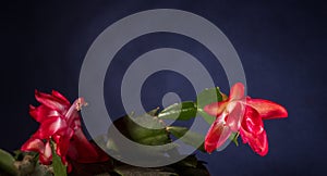 Vibrant close-up of a prickly pear cactus flower in full bloom