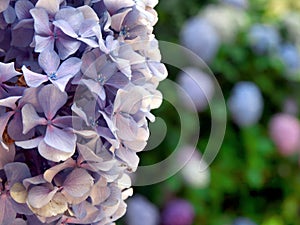 Vibrant close-up of purple Hydrangea flowers blooming in a lush garden