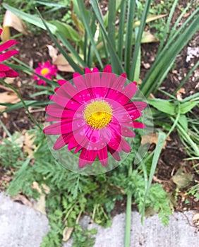 Vibrant close-up of a Pyrethrum in a lush garden setting