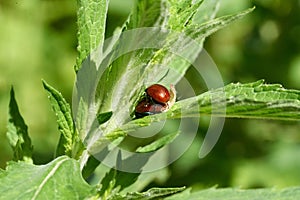 Vibrant close-up shot of two ladybugs mating on a lush, green plant