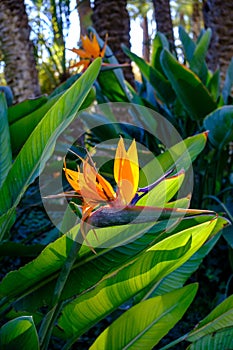 Vibrant close-up of a Strelitzia flower in the Garden "El Huerto Del Cura" located in Elche, Spain photo