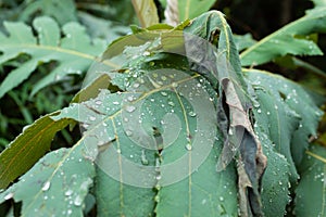 Beautiful closed up to raind rops over green leaves in rainforest