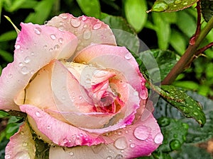 Vibrant closeup image of a single pink rose, covered in glistening water drops