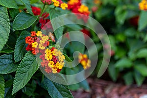 Vibrant clusters of lantana flowers - red, orange, yellow blooms - amidst lush green leaves photo
