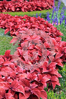 Vibrant color of gorgeous Coleus in garden