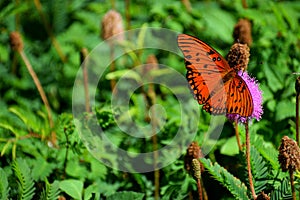 Vibrant color Gulf Fritillary Butterfly photo