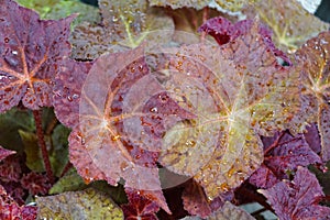 The vibrant color leaf of Begonia Rhizomatous Solar Flare photo