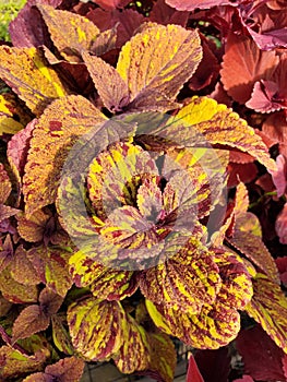 The vibrant color leaves of Coleus Sun Sultry Skies
