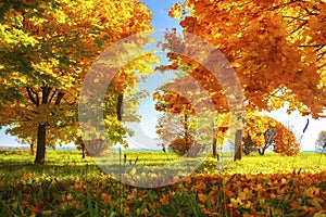 Vibrant color of leaves on trees in autumn park on sunny clear day. Autumnal landscape. Fall. Vivid colourful nature