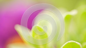 Vibrant color magenta green nature background. Abstract poweful, full of life summer image