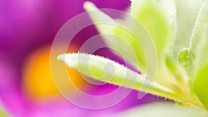 Vibrant color magenta green nature background. Abstract poweful, full of life summer image