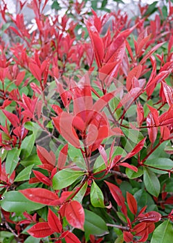 Vibrant color of photinia plant at spring