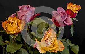 Vibrant color still life fine art rose bouquet, black background in vintage painting style