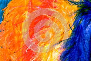 Vibrant colored feathers.