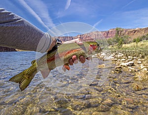 Vibrant colored Rainbow Trout from the Colorado River near Lees Ferry , AZ