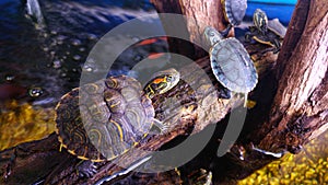 Vibrant colored turtles on a log