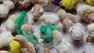 Vibrant colorful artificial dye baby chicken chicks for sale in a local Indonesian market.