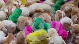 Vibrant colorful artificial dye baby chicken chicks for sale in a local Indonesian market.