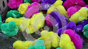 Vibrant colorful artificial dye baby chicken chicks for sale in a local Indonesian market.