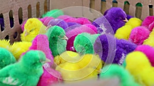 Vibrant colorful artificial dye baby chicken chicks for sale in a local Indonesian market.