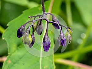 Vibrant and colorful bittersweet (Solanum dulcamara) flower buds on blurred background